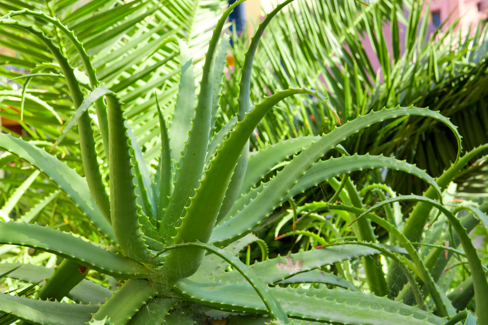 Közeli felvétel élénkzöld aloe vera levelekről, amelyek széle tüskés, felületüket pedig napfény világítja meg.