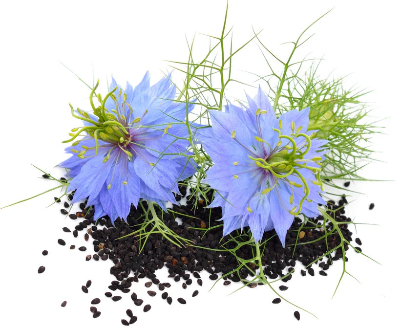 Két kék Nigella Sativa virág zöld szárral és elszórt fekete magvakkal, fehér háttéren.